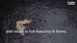 Adored and endangered: The complex world of the Japanese eel News Clip