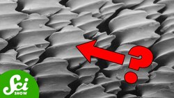 Where did Teeth Come From?? Instructional Video