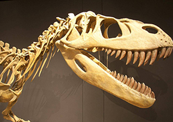 What killed the dinosaurs? Instructional Video