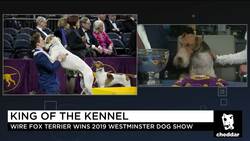 The Secret to Success for Westminster's Best in Show? Sleep News Clip