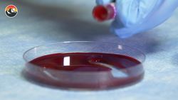 Viper Venom vs. Human Blood! Instructional Video