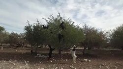 Goats graze in an argan tree Stock Footage