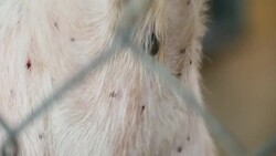 Lonely homeless Caged Dog, flea and ticks on dog body Stock Footage