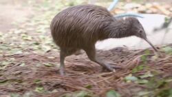Meet One of the Most Bizarre Birds in the World: The Kiwi Instructional Video