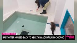 One Good Thing: Baby Otter Nursed Back to Health by Chicago Aquarium News Clip