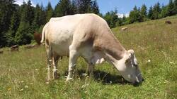 The Cycle of Life: Matter and Energy in Ecosystems Review Instructional Video