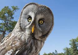 Great Grey Owl Instructional Video