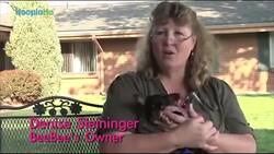 BeeBee - Adorable Chihuahua Rules At Life In A Wheelchair! Instructional Video