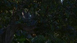 PAN LEFT TO RIGHT OF BRANCH OF TREE WITH GOLDEN APPLES OR FRUIT. LUSH FOREST. FERNS AND PLANTS. COULD BE GARDEN OF EDEN OR PARADISE. Stock Footage