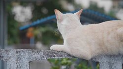 4K close up Young Thailand tabby cat walking on wall. Cute small kitten walk alone and sitting slowly on wall with green nature in background. Concept: Nature, Animal, life. Stock Footage