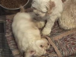 Stages of Life Cycles Instructional Video