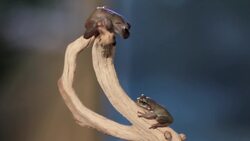 4 Cool Facts about Green & Dumpy Tree Frogs Instructional Video