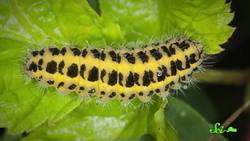 5 Toxins Animals Steal For Themselves Instructional Video