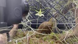 Rare orchid flowers for first time in UK at Kew Gardens News Clip