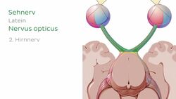 Nervus opticus Instructional Video