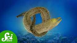 Why Do These Animals Get Tied Up in Knots? Instructional Video