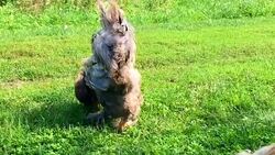 Bird rooster looking for food in green grass Stock Footage