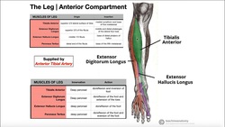 Anterior Leg Compartment | Origins, Insertions, & More Instructional Video