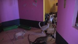 Abandoned animals find new home at shelter Instructional Video