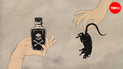 The history of the world according to rats | Max G. Levy Instructional Video