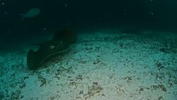 Stingray gliding over a sandy sea bed, Maldives Stock Footage