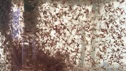 The Dark History of Sea Monkeys Instructional Video