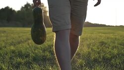 Working process of harvesting pumpkins on the eco farm at sunset Stock Footage