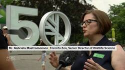 How the Toronto Zoo is celebrating its 50th birthday Instructional Video