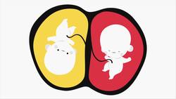 TED-Ed: You could have a secret twin (but not the way you think) | Kayla Mandel Sheets Instructional Video