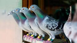 The Fascinating World of Bird MigrationThinking question Instructional Video