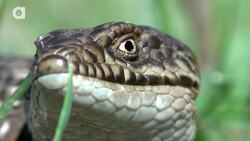 Bitten by an Alligator…Lizard! Instructional Video