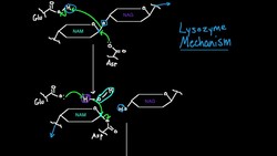 Lysozyme Mechanism Instructional Video