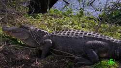 Why Scientists Dumped a Bunch of Dead Alligators in the Ocean Instructional Video