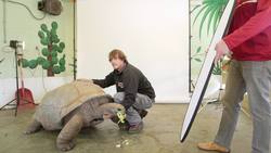 Giant Aldabra Tortoises: The Slowest Chelonian Instructional Video
