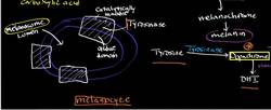 Melanin Physiology: Conversion of Dopachrome to Dihdroxyindole Instructional Video