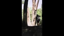 ANCIENT TREES inside Mexico City's largest public park #shorts #cdmx #travel Instructional Video