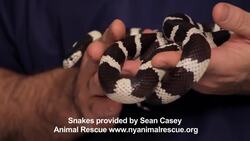 Snake Supplies You Need Instructional Video