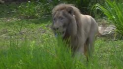 CLEAN : 'Psychic' Thai lion predicts weekend's Euro games News Clip