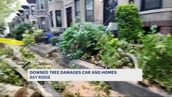 Downed tree damages car and porch in Bay Ridge News Clip