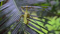 Insects: the Small but Mighty Animal Family Instructional Video