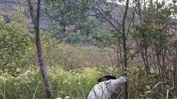 Acadia National Park - Removing glossy buckthorn from Acadia Instructional Video