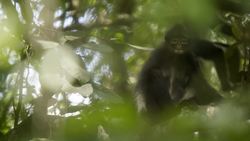 Exploring Singapore's Hidden Gems Instructional Video