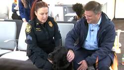 Pawsgiving: Comfort dogs greet travelers at Tweed -New Haven Airport News Clip