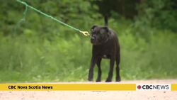 Off-leash debate divides Wolfville dog owners News Clip