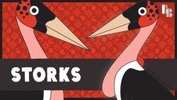 The Weird Thing Storks Can Smell Instructional Video