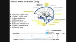 Cranial Sinuses Anatomy & Ordered Flow of Venous Blood Instructional Video