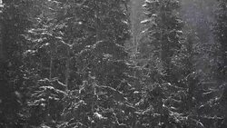 Snow Storm in woodlands - SLOW MOTION Stock Footage