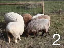 Using Electricity: Video Quiz Instructional Video