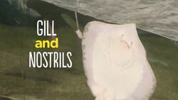 Feeding Time For These Atlantic and Southern Stingrays Is Something to Behold Instructional Video