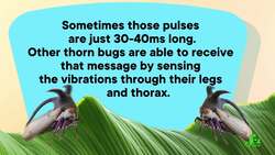 These Superpowered Animals Use Your 5 Senses, But Better Instructional Video